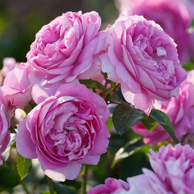 Ашрам роза - описание и характеристики сорта, как вырастить в своем саду, рекомендации | розоцвет