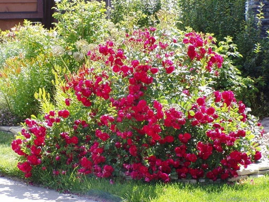 О розе Adelaide Hoodless: описание и характеристики, выращивание канадской розы