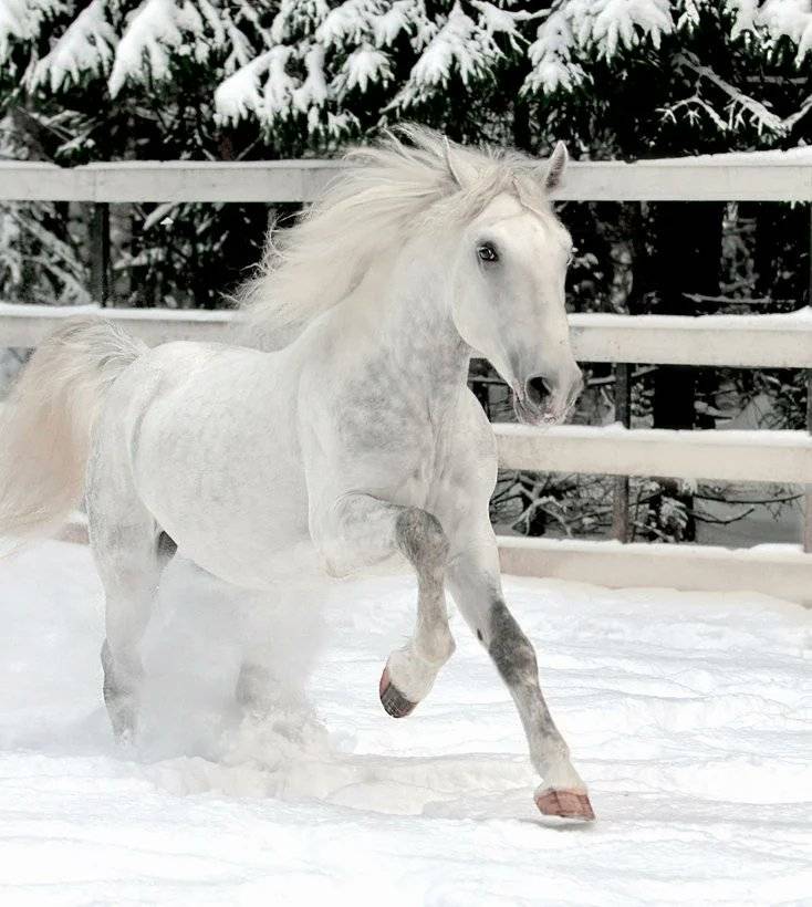 ᐉ липицианские лошади - описание экстерьера, качества породы - zooon.ru