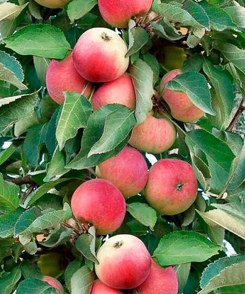 Осенняя яблоня президент: описание и характеристика колоновидного сорта