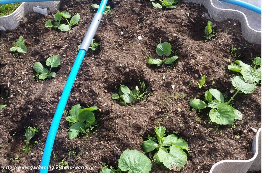 Как сажать кабачки рассадой и семенами в открытый грунт