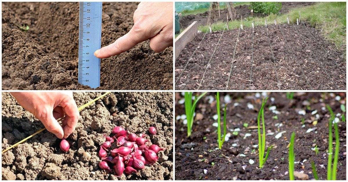 Как вырастить лук из семян за один сезон? лучшие советы!