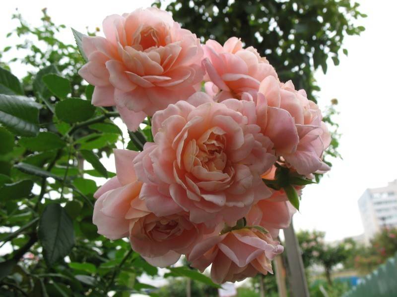 Роза гейша (geisha) — особенности выращивания