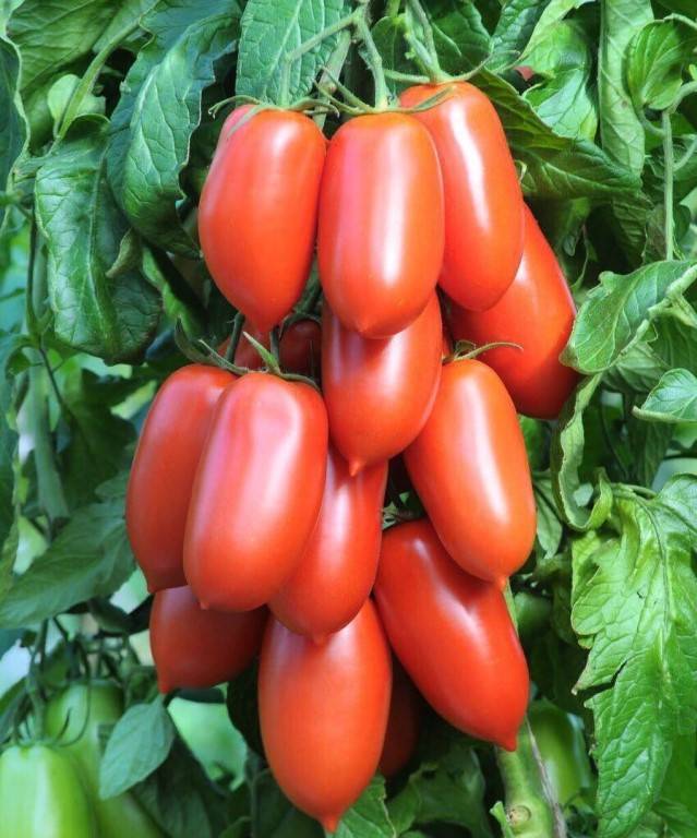 Дамские пальчики: описание сорта томата, характеристики помидоров, посев