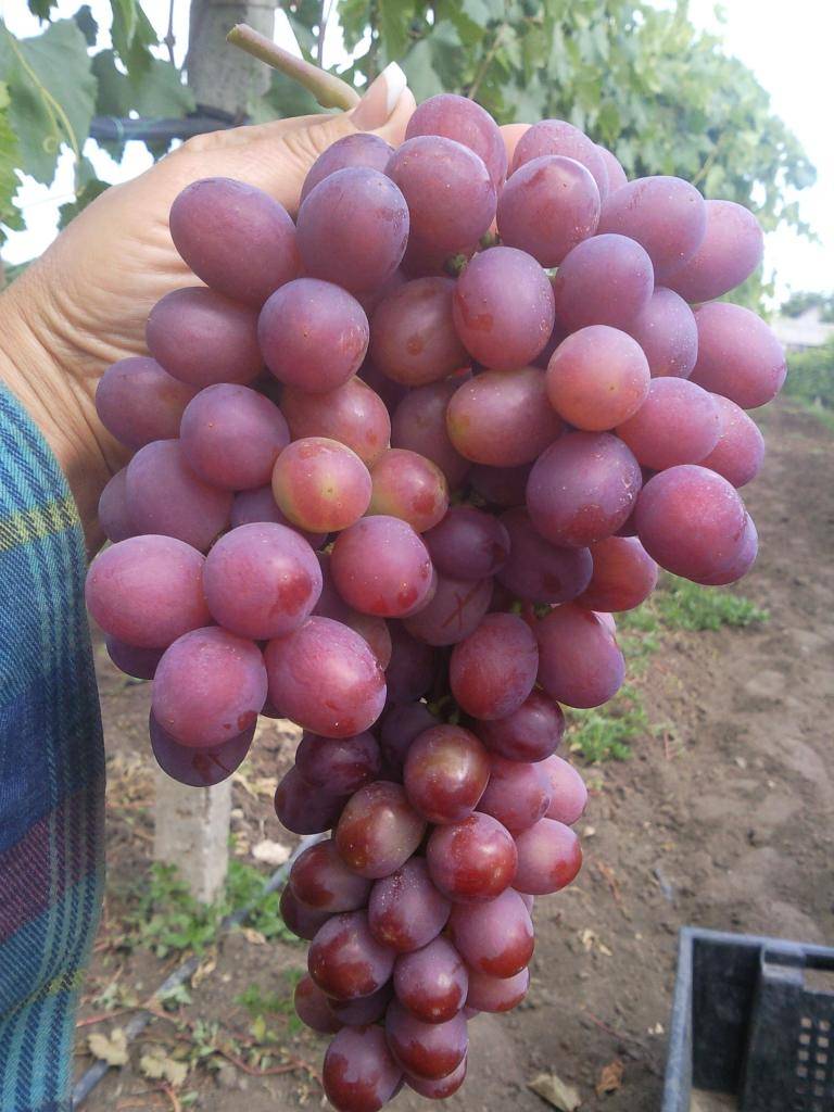 Сверхранние сорта винограда: элегант, рубцовой - ультраранние и суперранние