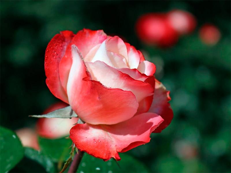 Роза ностальжи: фото, описание сорта