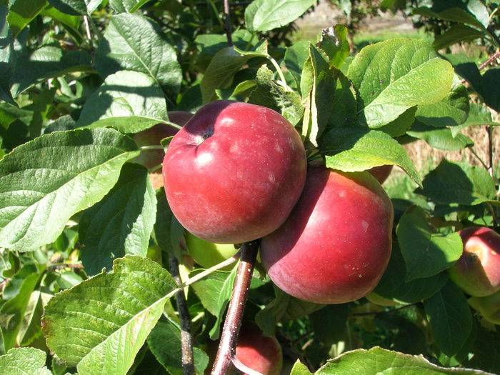Яблоня алеся: отзывы, фото, описание сорта, урожайность, особенности по уходу, посадка, выращивание, подкормка, обрезка дерева