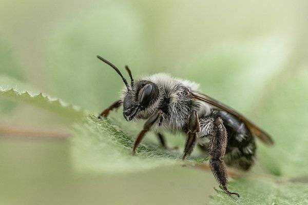Земляные пчёлы: необычные представители семейства перепончатокрылых