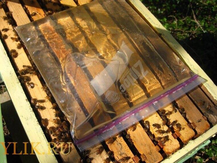 Подкормка пчел осенью сахарным сиропом: сроки