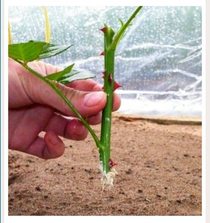 Как посадить розу черенком из букета: инструкция для начинающих