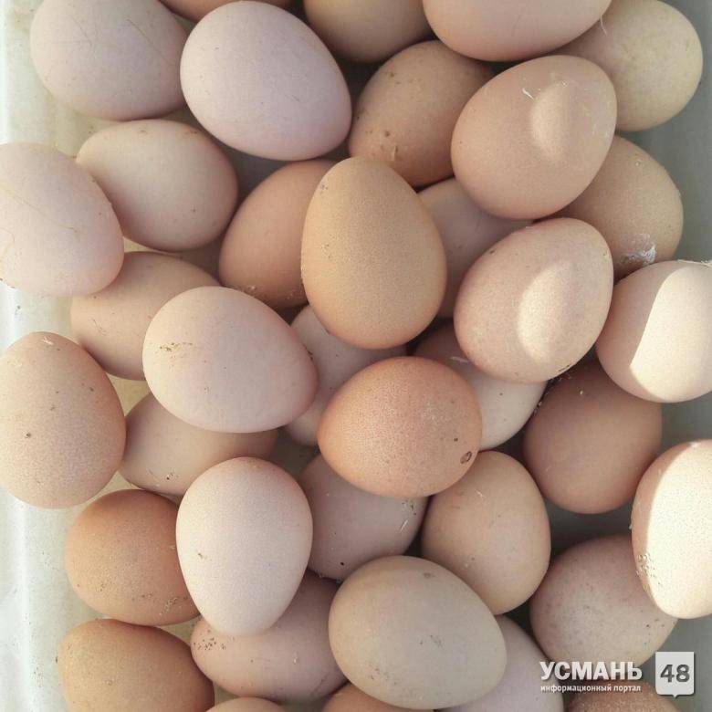 Яйца цесарки: польза и вред, содержание полезных веществ, можно ли есть сырыми