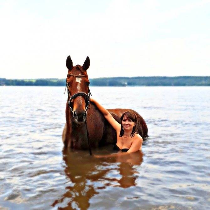 Умеют ли лошади плавать и нужно ли их обучать?