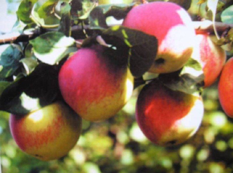 Яблоня юбиляр: описание и характеристики сорта, тонкости выращивания, отзывы