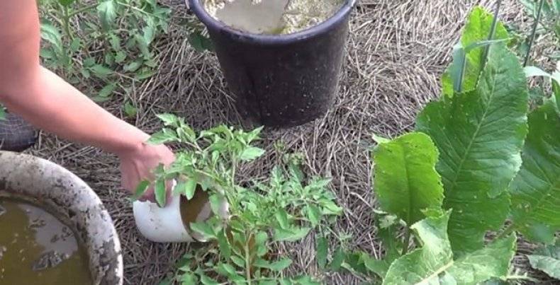 Как удобрять растения куриным пометом, чтобы не навредить