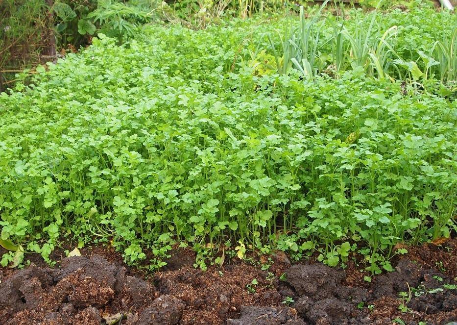 Когда и как сеять горчицу для удобрения почвы, в качестве сидерата, когда закапывать