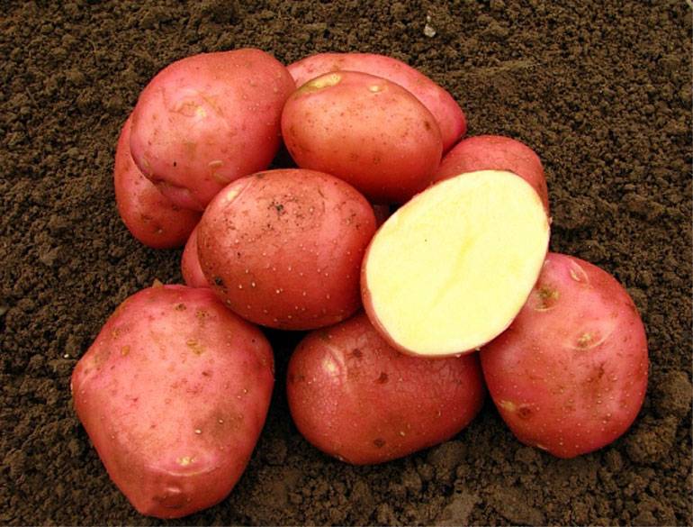 Перспективный сорт картофеля родриго