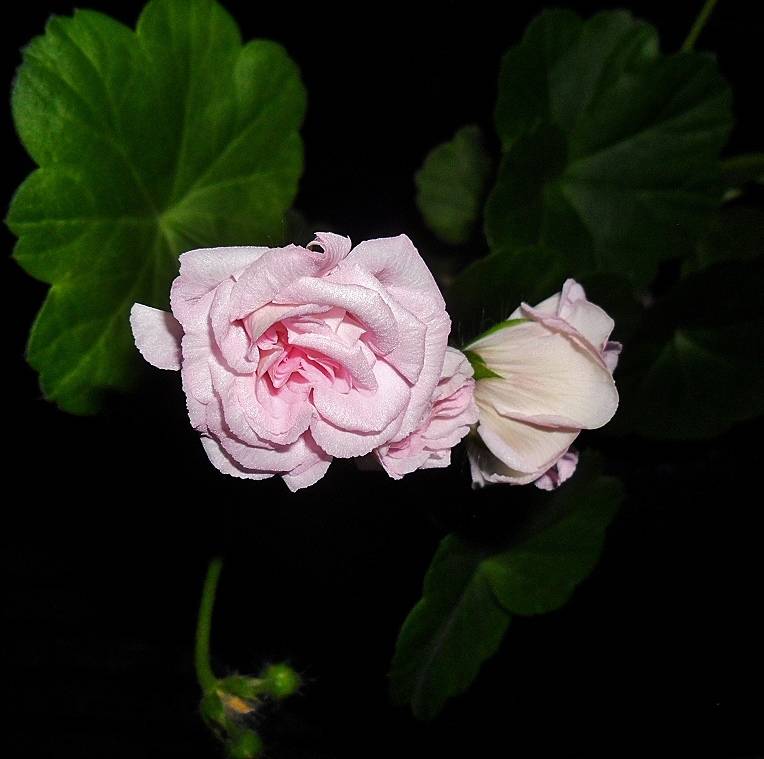 Пеларгония millfield rose (милфилд роуз)
