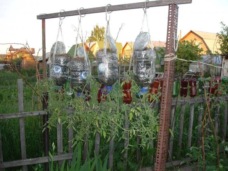 Помидоры в 5 литровых пластиковых бутылок