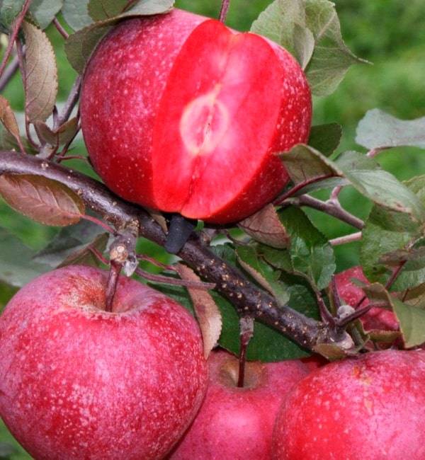 Яблоня розовый жемчуг: описание, фото, отзывы