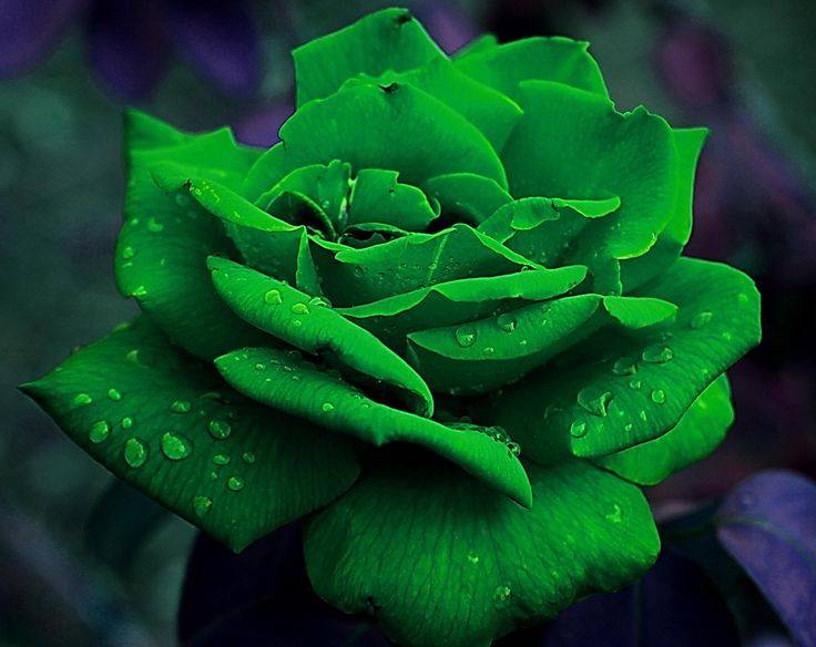 Зеленая роза — сортовое разнообразие, какие бывают