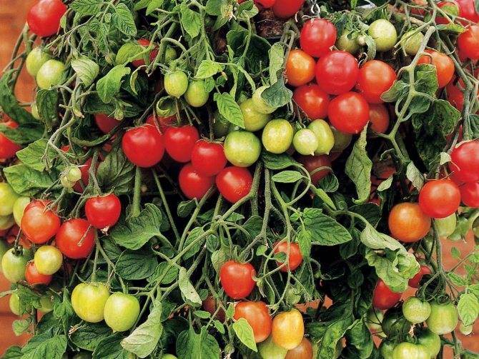 Ампельные помидоры: выращивания и ухода за томатами, описание, сорта
