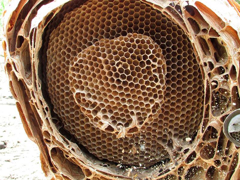 Гнезда шершней (фото): об их устройстве и как их правильно и безопасно убрать