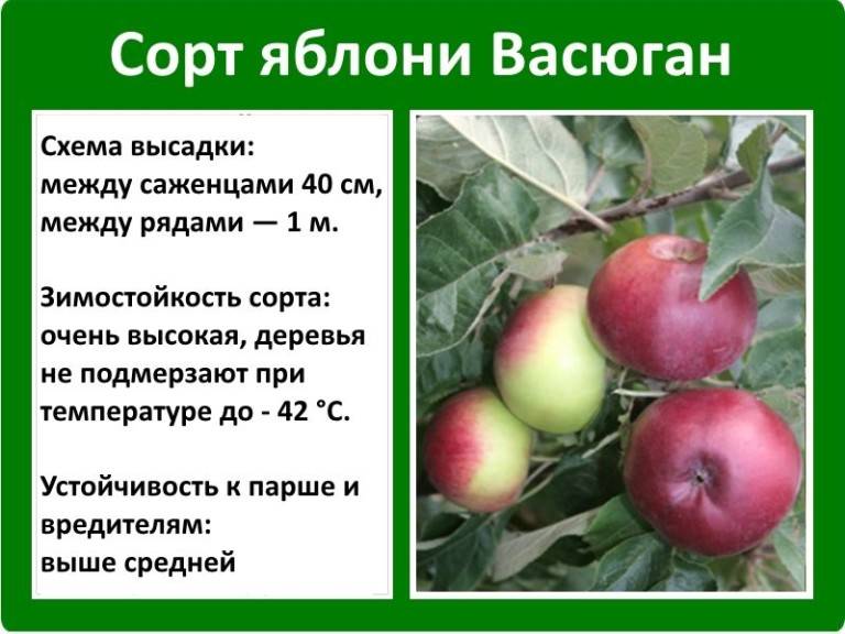 Яблоня колонновидная васюган: описание и характеристика сорта яблок