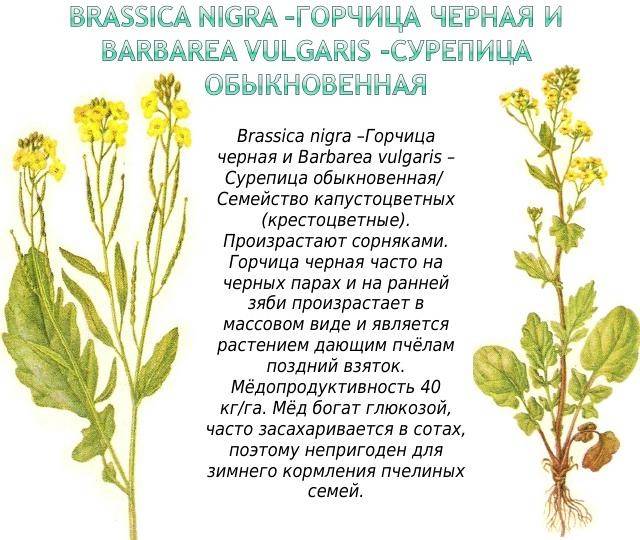 Самые медоносные растения: как цветут лучшие медоносы средней полосы россии, ленинградской области, сибири по месяцам цветения