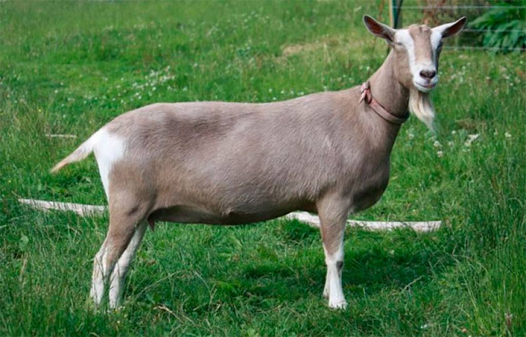 Породы коз молочных без запаха. Тоггенбургская коза. Тоггенбургская порода. Породы коз трогенбургская. Таунбергская порода коз.