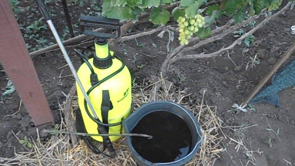 Чем подкормить виноград весной для хорошего урожая: народные средства, благоприятные дни, по регионам