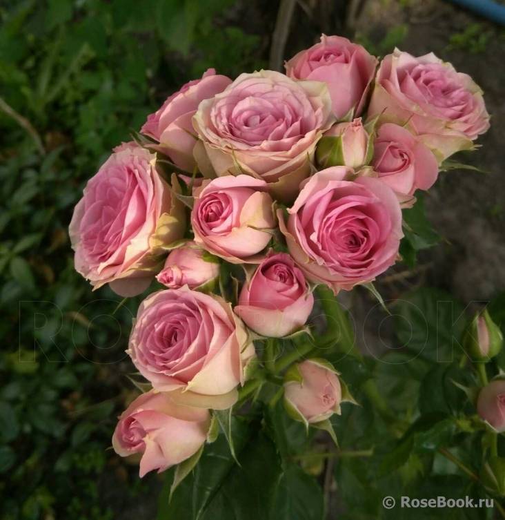 Роза мими эден (mimi eden) — характеристики сорта