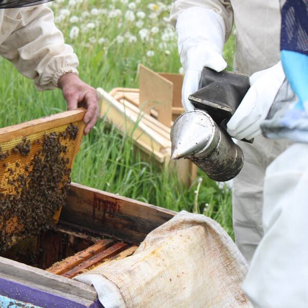 Пчелы в сентябре: какие работы проводят на пасеке и особенности содержания