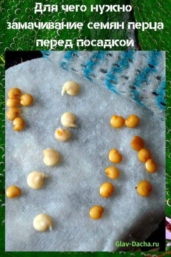 Как определить всхожесть семян? фото — ботаничка.ru