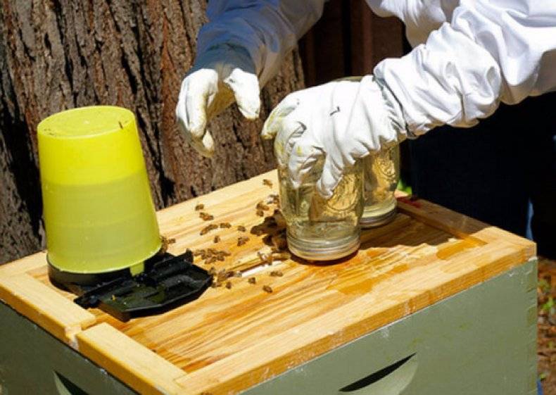 О подкормке пчел осенью сахарным сиропом в пакетах: сроки, как кормить, таблица