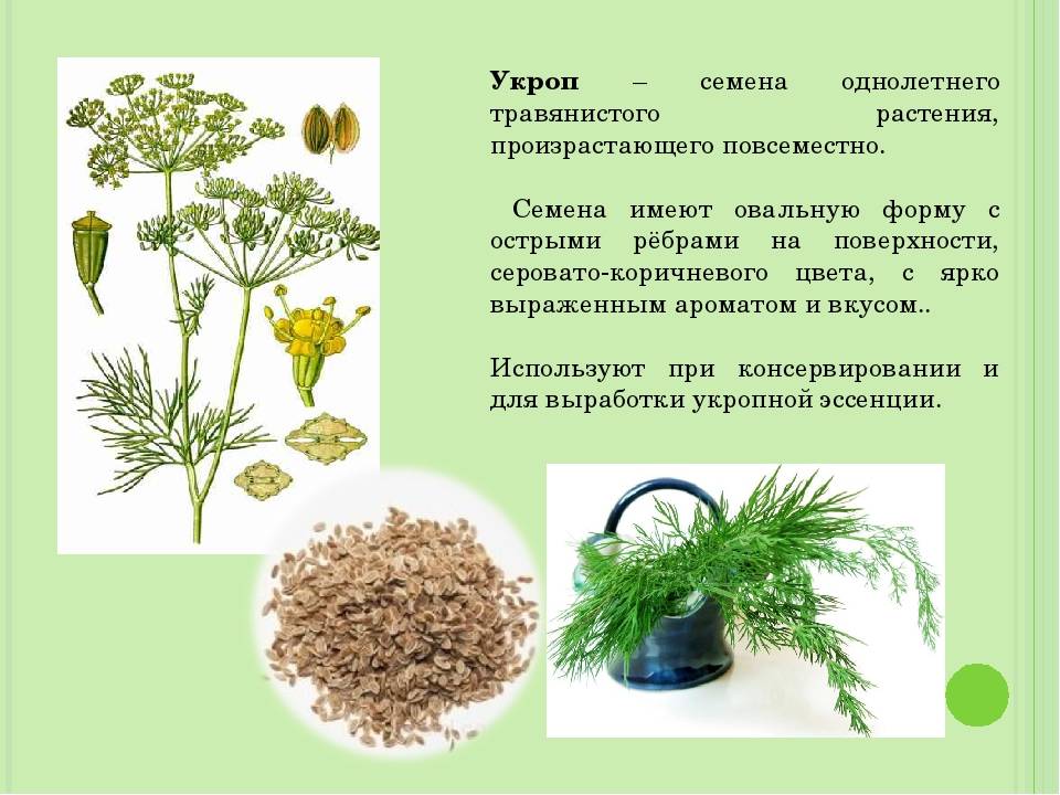 Укроп – лучшие сорта на зелень. описание. фото — ботаничка.ru