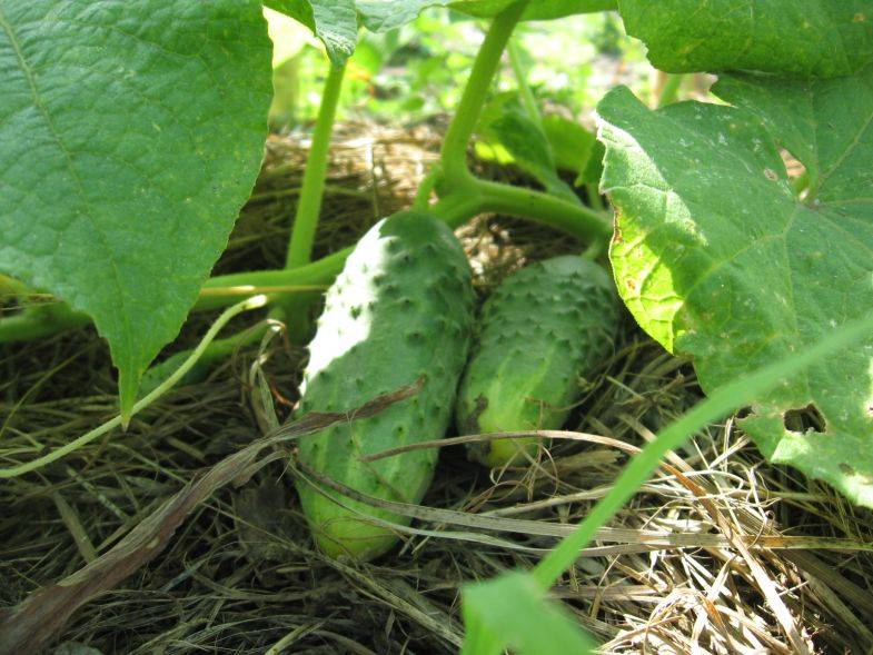 Как повысить урожайность огурцов: 10 полезных советов