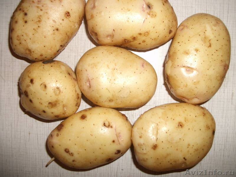 Картофель фелокс: описание сорта, способы защиты культуры от проволочника, отзывы и рекомендации садоводов