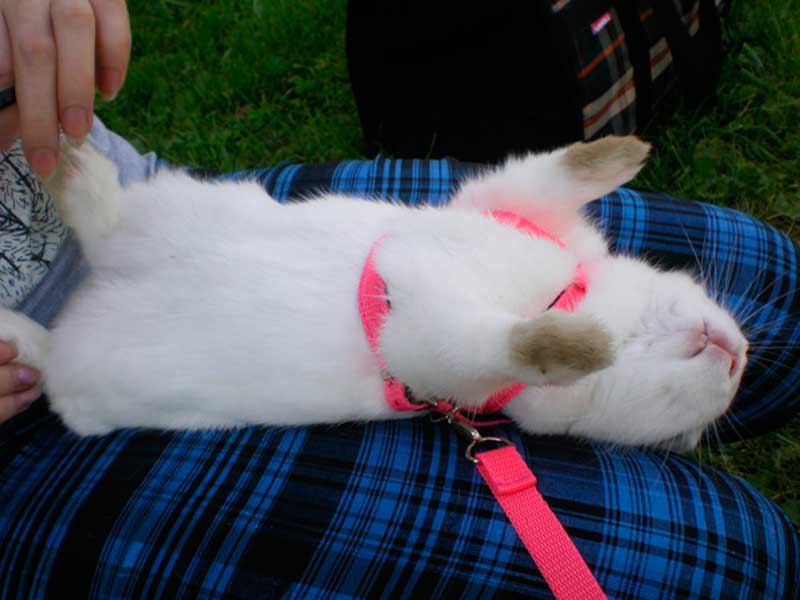 Как подстричь когти кролику в домашних условиях