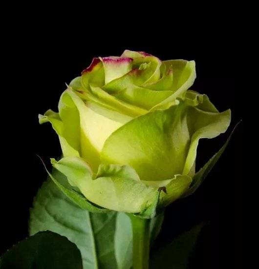 ✅ зеленые розы сорта и фото. бывают ли зеленые розы - живой-сад.рф