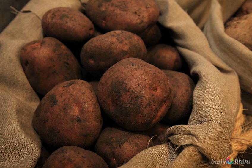 Лучшие сорта картофель на 2021 год: с фото и описанием