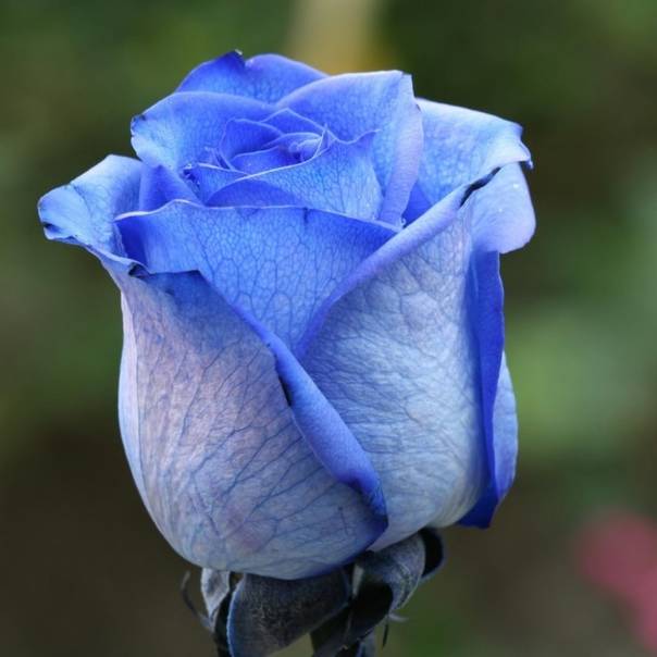 Синяя роза: что означает этот цветок?