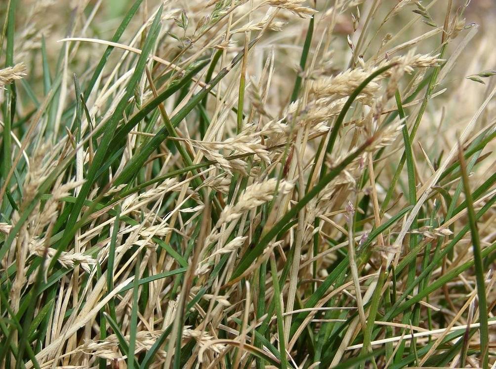 Газонная трава мятлик луговой, описание растения