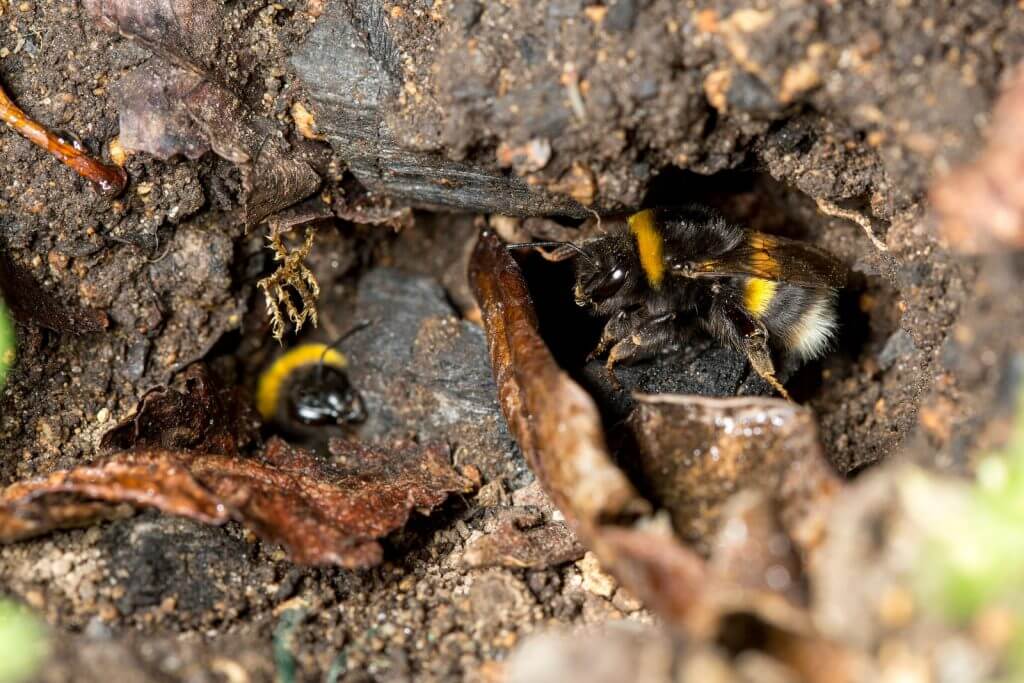 Разведение пчел на участке – советы начинающим пчеловодам!