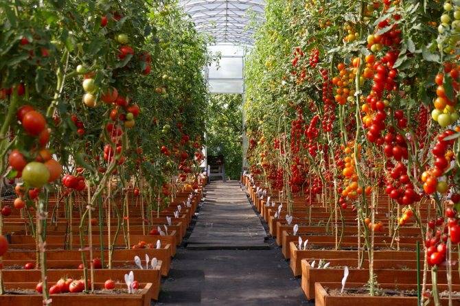 О помидорах в теплице: посадка и уход, выращивание в теплице из поликарбоната