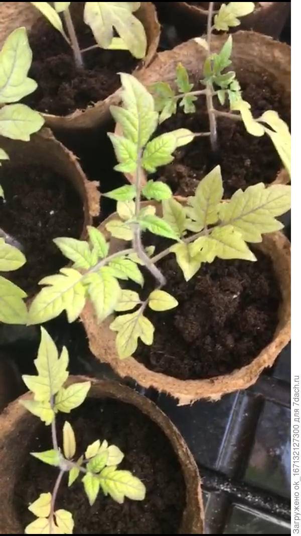 Почему у рассады помидор фиолетовые листья снизу: причины изменения оттенка листьев и методы лечения