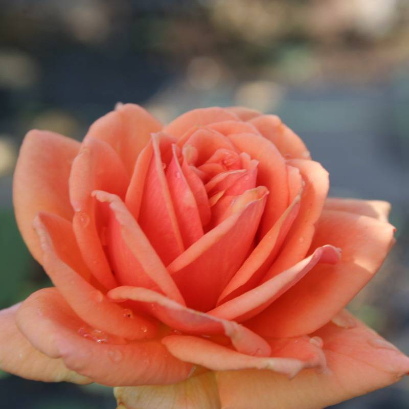 Роза ашрам (ashram): описание, плюсы и минусы сорта, отзывы садоводов + посадка, уход и применение в дизайне сада