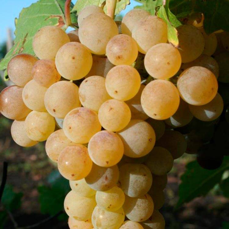 Виноград цитронный магарача: описание сорта