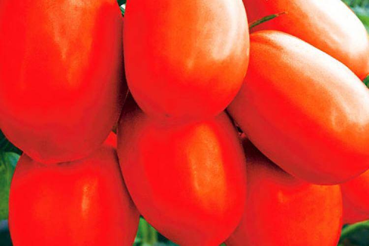 Получивший массу восторженных отзывов томат — царевна лебедь f1: описание сорта и характеристики
