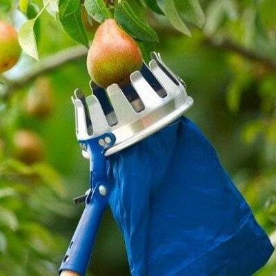 Приспособление для сбора яблок: разновидности, как сделать своими руками