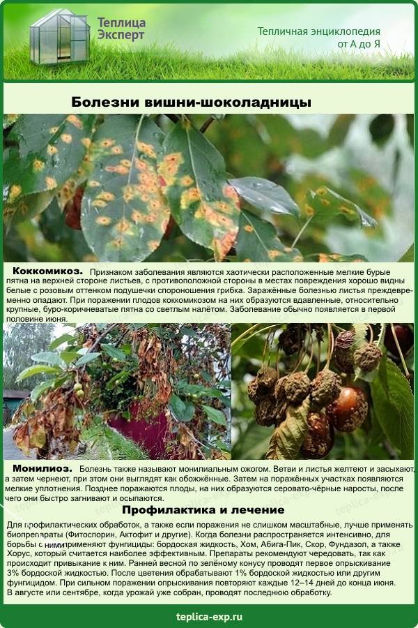 Коккомикоз вишни – описание, способы борьбы и сорта, устойчивые к заболеванию